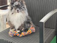 Pomchi Rüde in Blue merle zu verkaufen! - Wernigerode