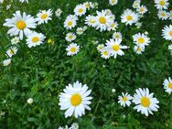 Wiesen Margerite Samen SWR Treffpunkt Wildblume Schmetterling Garten weiß Wiesenmarterite weiße Blüten gelbe Mitte Blumensamen garden Bienen Gartenblume Pflanzen säen Biene bee Vatertag Geschenk Deutsches Saatgut Freunde Biene Frühling - Pfedelbach