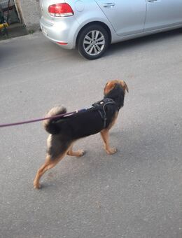 Dieser tolle Boxermischling Mäxchen, 5 Monate ca 40 cm groß - Hohe Börde