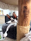 Cornish Rex Kitten Verfügbar in 09111