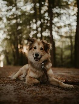 Baily - hoch intelligent und verschmust❤ - Salzwedel (Hansestadt) Zentrum