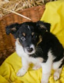 265484 - wo sind denn meine Kuschelhände - Overath