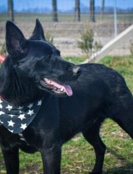 Aliz wartet auf ihre Chance - Nordwalde