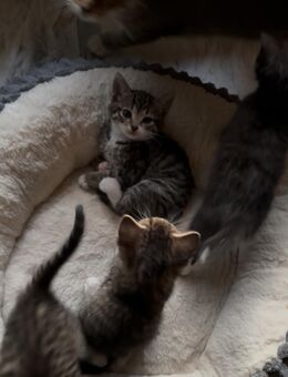 Kitten Katzenbaby Katze Babykatze - Stuttgart