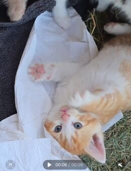 Maine coon mix kitten - Lünen