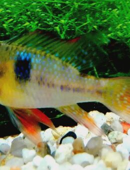 Schmetterlingsbuntbarsch - Hohenroth
