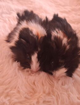 Meerschweinchen Babys - Burkardroth