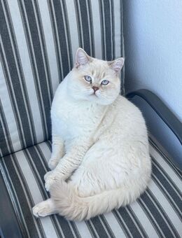 British kurzhaar (Deckkater) - Stadthagen