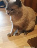 BKH Deckkater in 86179