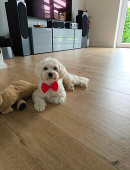 Deckrüde Maltipoo F1 - Reinbek
