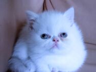 Perser Kitten mit blauen Augen - Neuwied