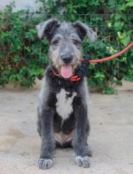 Coco sein Traum ist eine eigene Familie - Laatzen