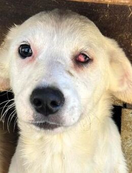 WOLKE ~ süßes weißes mit Cherry Eye - Duisburg