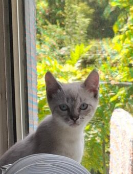 FRECHET KATER SIAM 15 W - Gimbsheim