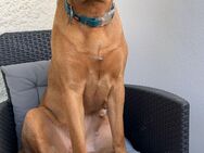 Labrador/Ridgeback Mix Hündin sucht dringend ein neues Zuhause - Rostock