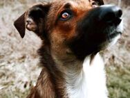 Athos sucht liebe Menschen - Neuhausen (Fildern)