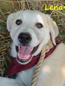 Lena4 fröhliche Welpin 03/25 GRC - Ruppertsecken