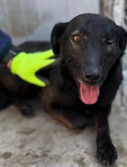 Colette sucht ein Für-Immer-Zuhause - Enger (Widukindstadt)