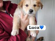 ❤️ Luca - eins von neun Geschwistern ❤️ - Grevenbroich