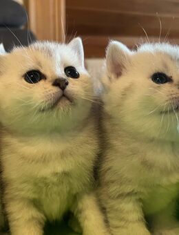BKH Kitten Baby Katzen - Fuldabrück