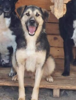 Randy, Erfahrung nötig - Bonndorf (Schwarzwald)