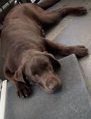 Labrador Rüde Junghund in 83471