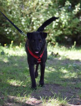 Unsere tolle schwarze Labradormischlingshündin Stella 1,5 J sucht ein warmes Körbchen ca 47 cm groß - Angern
