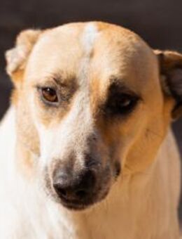 Liebe Nala möchte bei dir einziehen ❤ - Hamburg