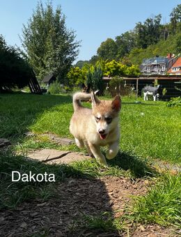 Husky-Malamut Welpen abzugeben - Iserlohn Zentrum