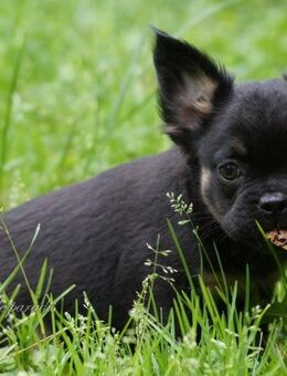 Französische Bulldoggen Welpen aus langjähriger deutscher Zuchtstätte dürfen ausziehen - Frankfurt (Main)