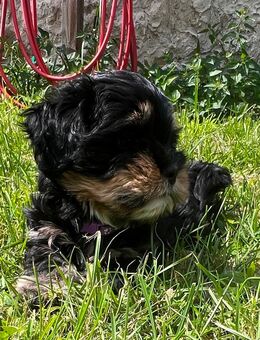 Shih-tzu/Yorkshire Mix - Oranienburg