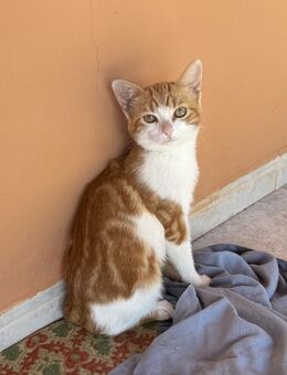 Eule sucht ein Zuhause - Olfen