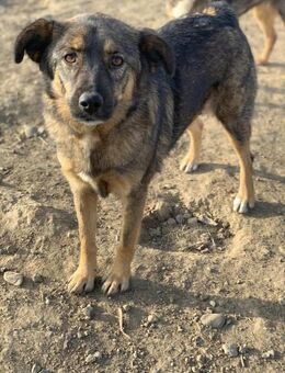 Octavia sucht Pflegestelle - Celle