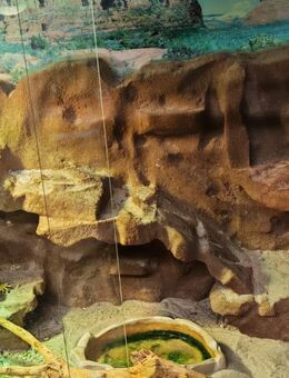 🦎 Paar Bartagamen zu verkaufen - Mannheim