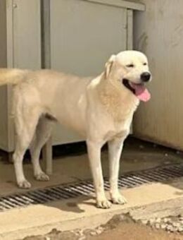 GINO - er sucht Nähe zum Menschen - Regensburg