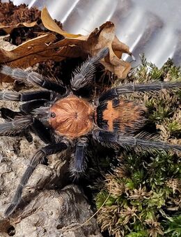 Vogelspinne- Davus pentaloris Weibchen - Lübtheen