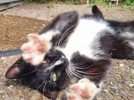 Katze sucht Zuhause - Osnabrück