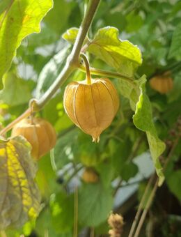 Andenbeere 'Molly' (Physalis Peruviana) Erdkirsche - Horgenzell