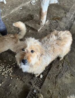 Sally - Traumblick sucht Traumzuhause - Chemnitz
