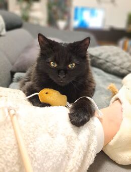 Kitten Sucht ein tolles zuhause - Neunkirchen (Nordrhein-Westfalen)