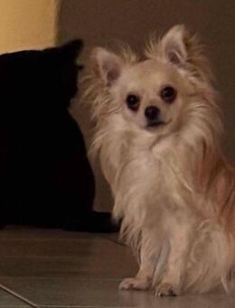 Biete Chihuahua Deckrüde - Solingen (Klingenstadt)