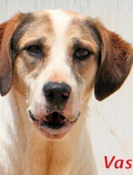 VASCO - so freundlich & lieb - Regensburg