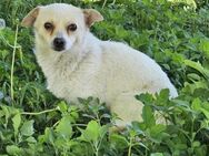kleine YOLA sucht 4ever home - München