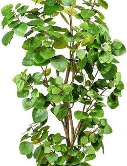 Kunstpflanze Banon Eukalyptus, Leonique, Höhe 120 cm, im Topf