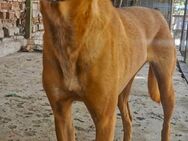 CANELLA sozial + putzig sucht Zuhause ♥️ - München