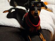 Pinscher Welpen suchen Dich - Friedrichshafen