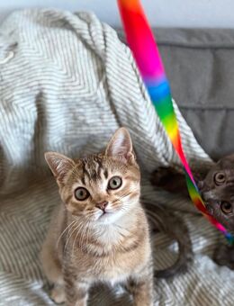 Unsere BKH Kitten dürfen umziehen! - Windeck