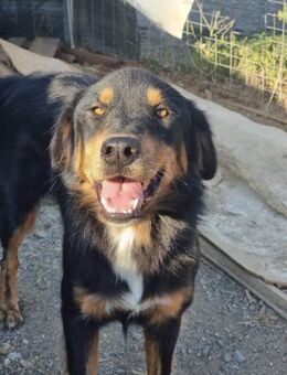 Kira eine sanfte Schönheit - Eixen