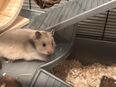 Hamster Bella in 50389