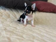 Chihuahua Mini - Nordhausen
